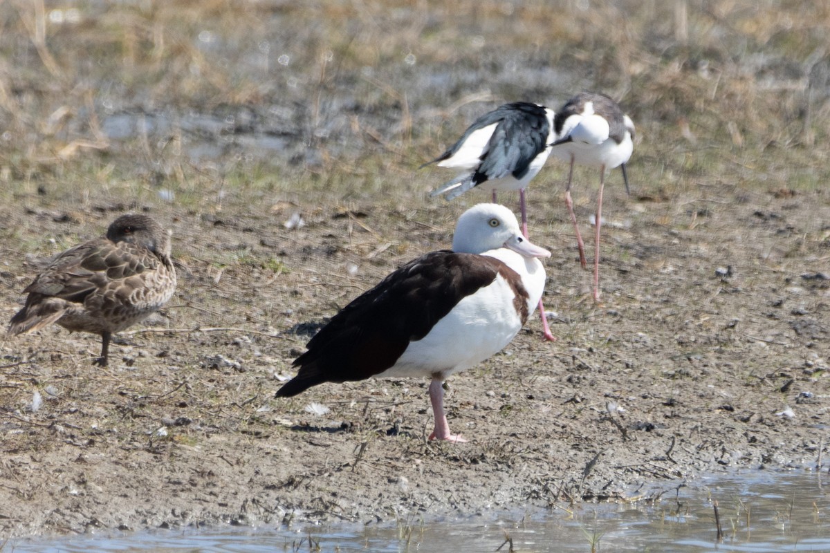 Radjah Shelduck - Jodhan Fine