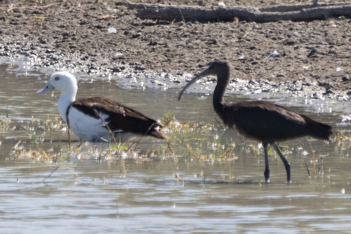 Radjah Shelduck - Jodhan Fine