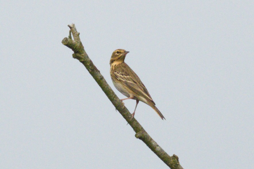 Tree Pipit - ML622760609