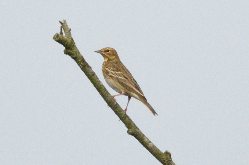 Tree Pipit - ML622760612