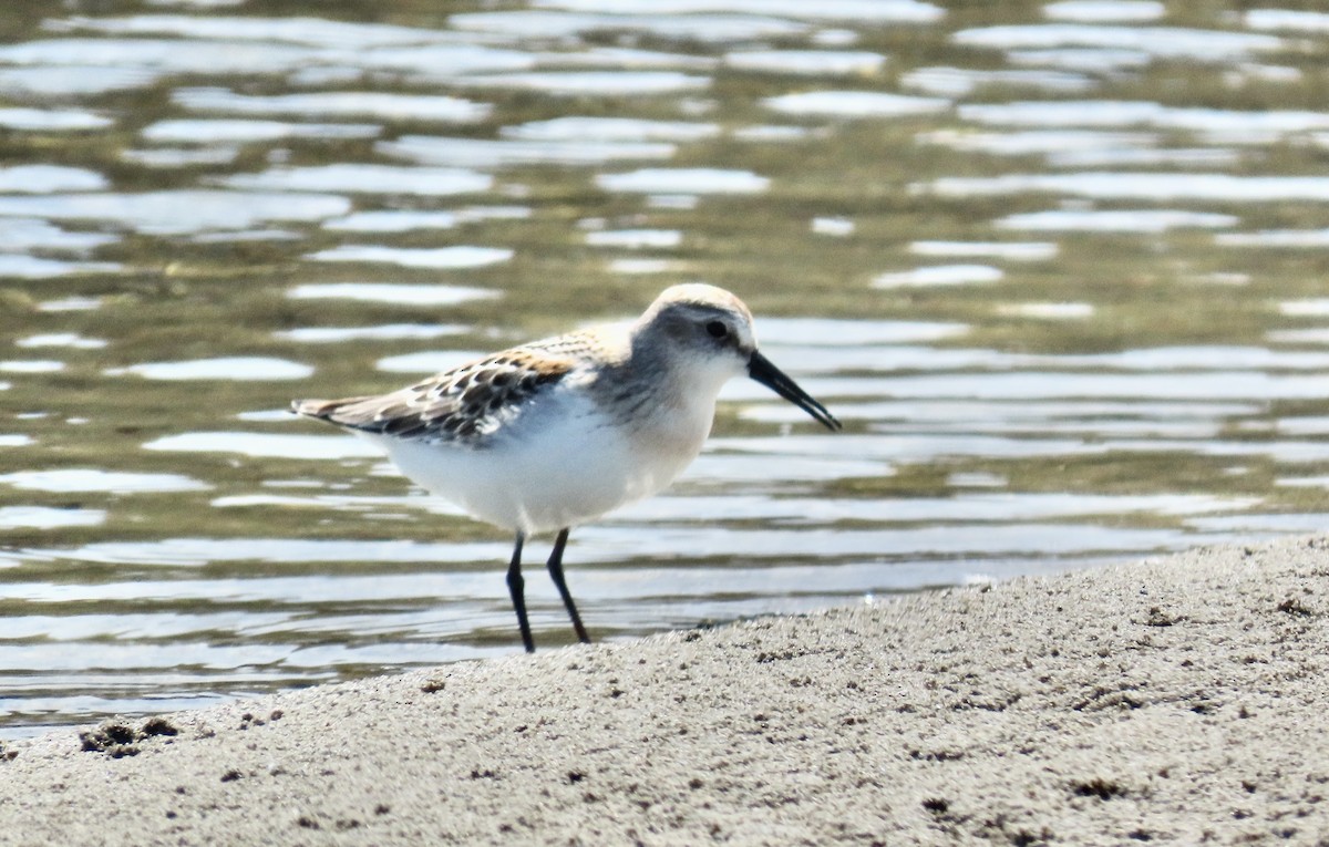 Western Sandpiper - Petra Clayton