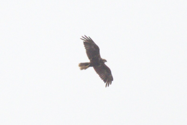 Western Marsh Harrier - ML622760623