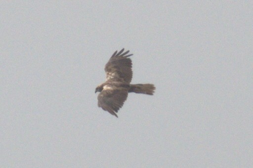 Western Marsh Harrier - ML622760624