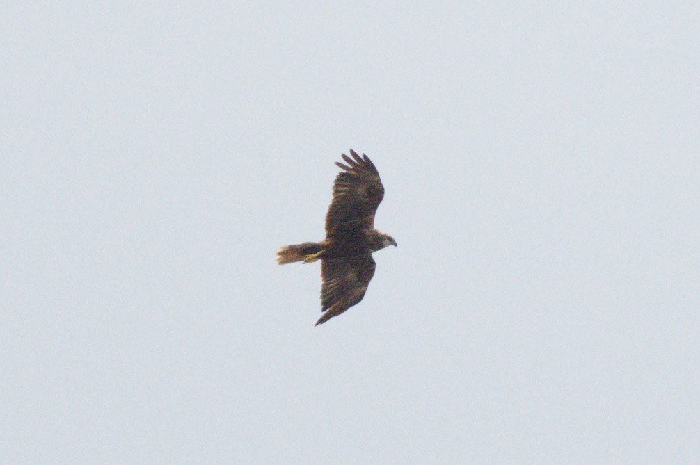 Western Marsh Harrier - ML622760625