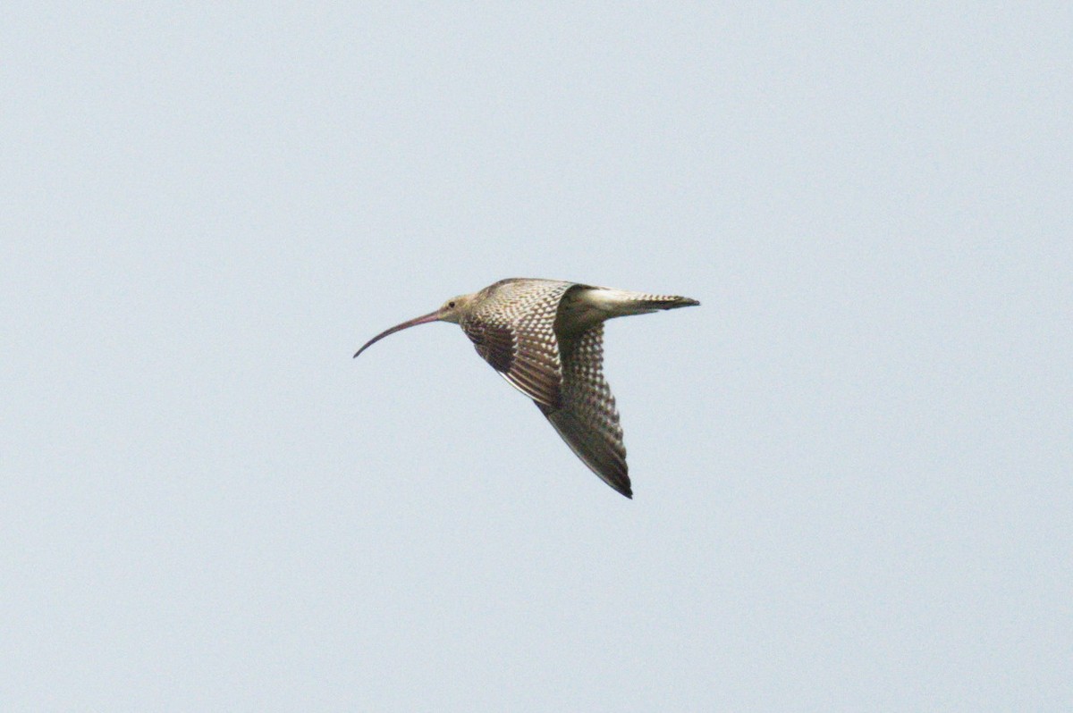 Eurasian Curlew - ML622760630