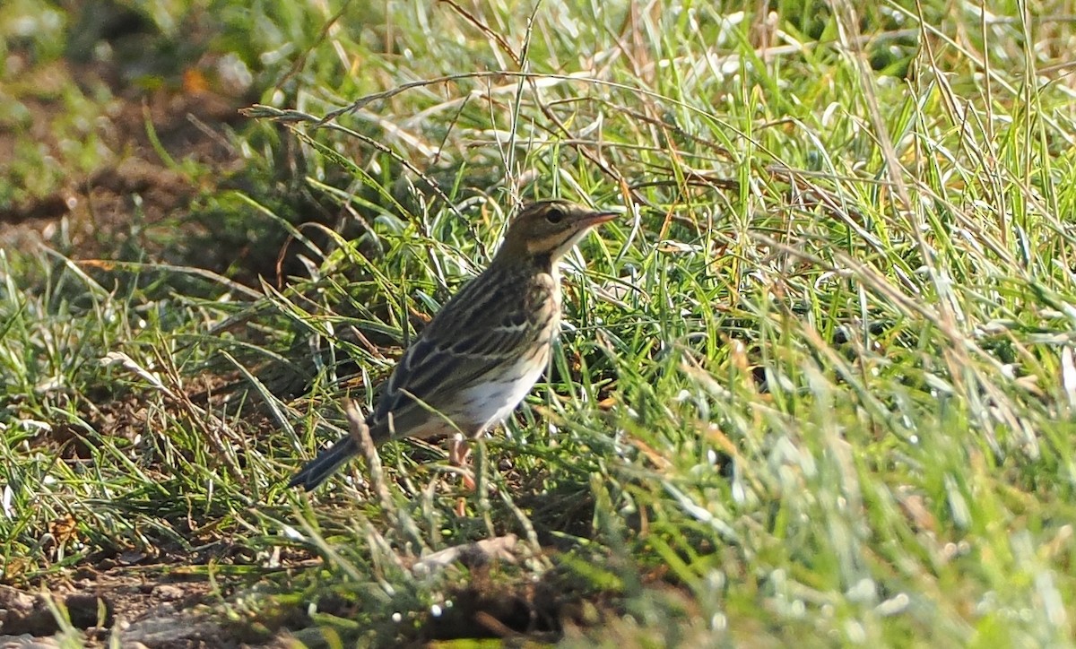 Tree Pipit - Alexandre Vinot