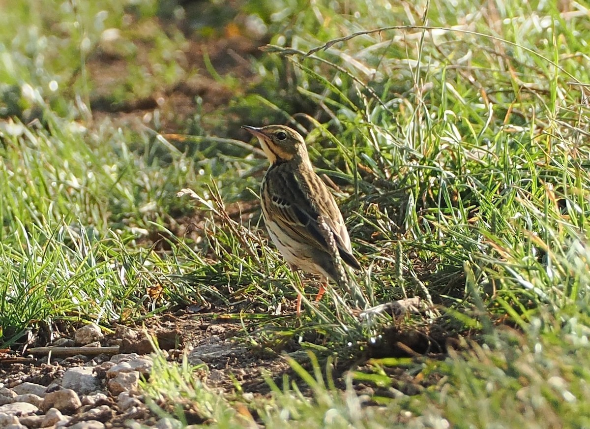 Tree Pipit - Alexandre Vinot