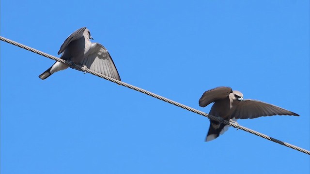 Black-faced Woodswallow - ML622760686