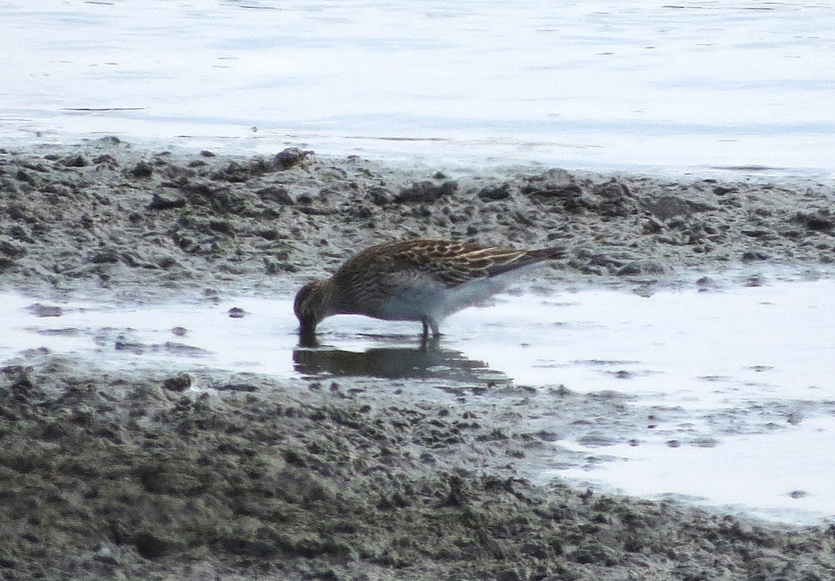 Graubrust-Strandläufer - ML622760713