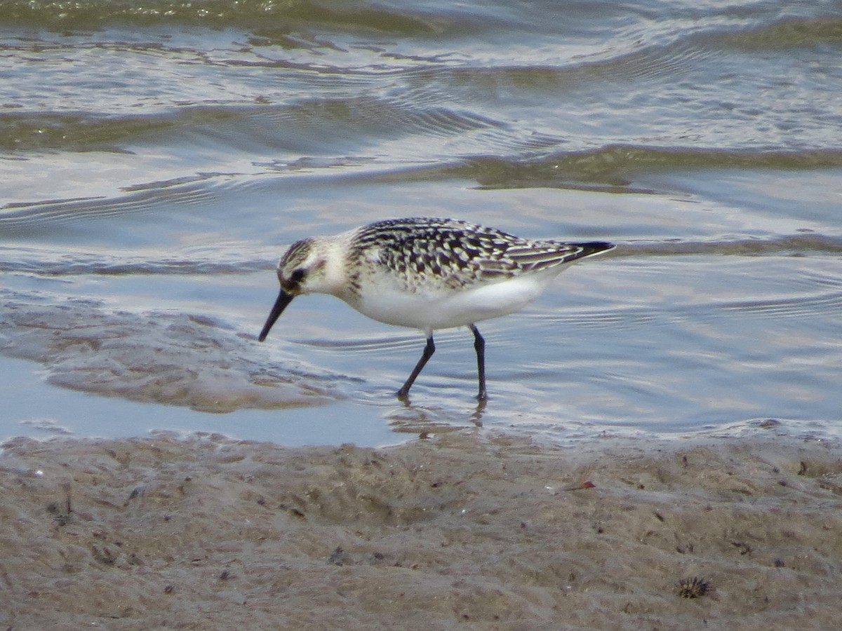 Sanderling - ML622760727