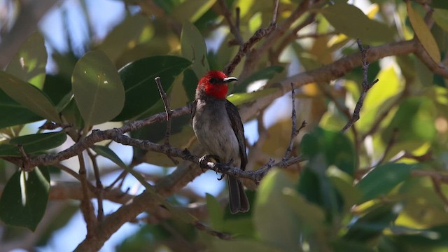 Red-headed Myzomela - ML622760756