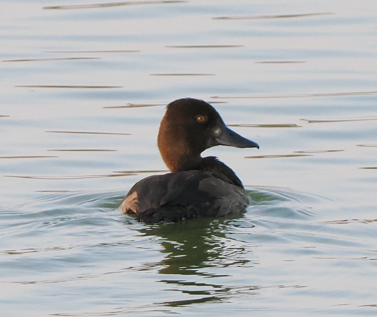 Tufted Duck - ML622760769