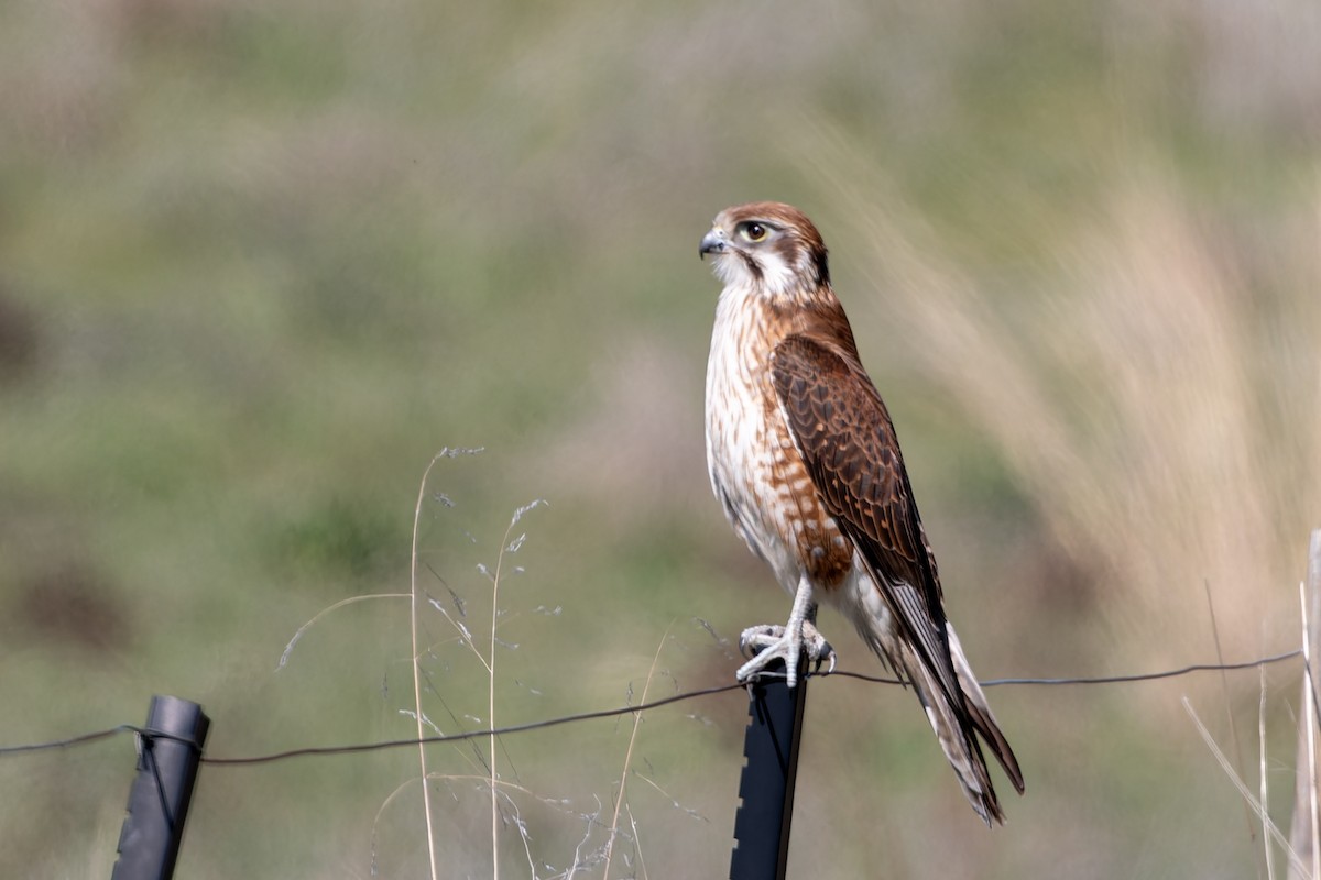 Brown Falcon - John  Van Doorn