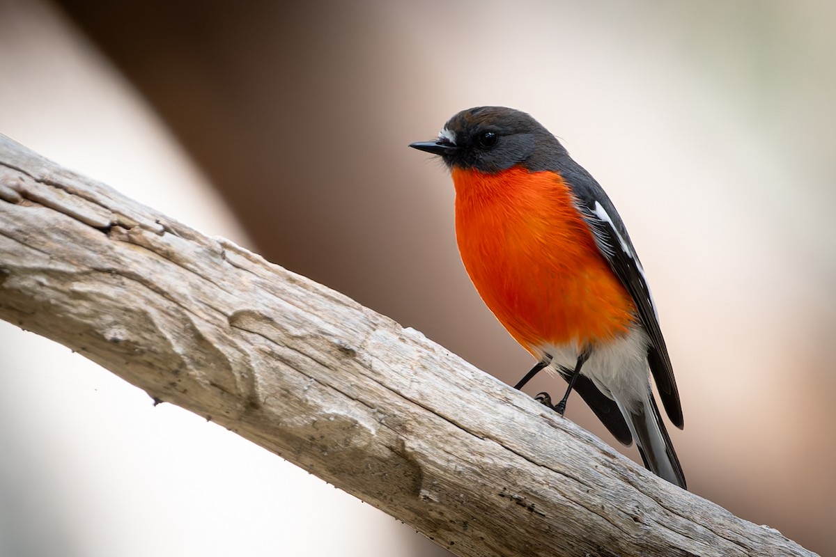 Flame Robin - John  Van Doorn