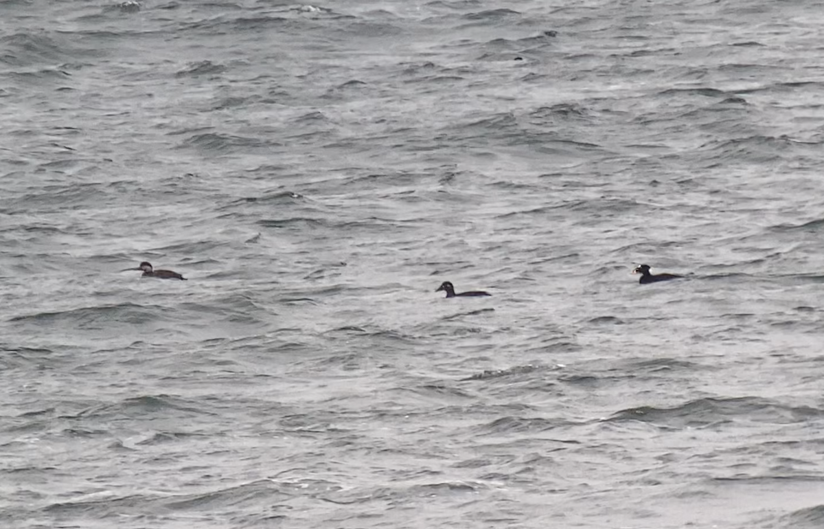 Surf Scoter - Henry Wyn-Jones