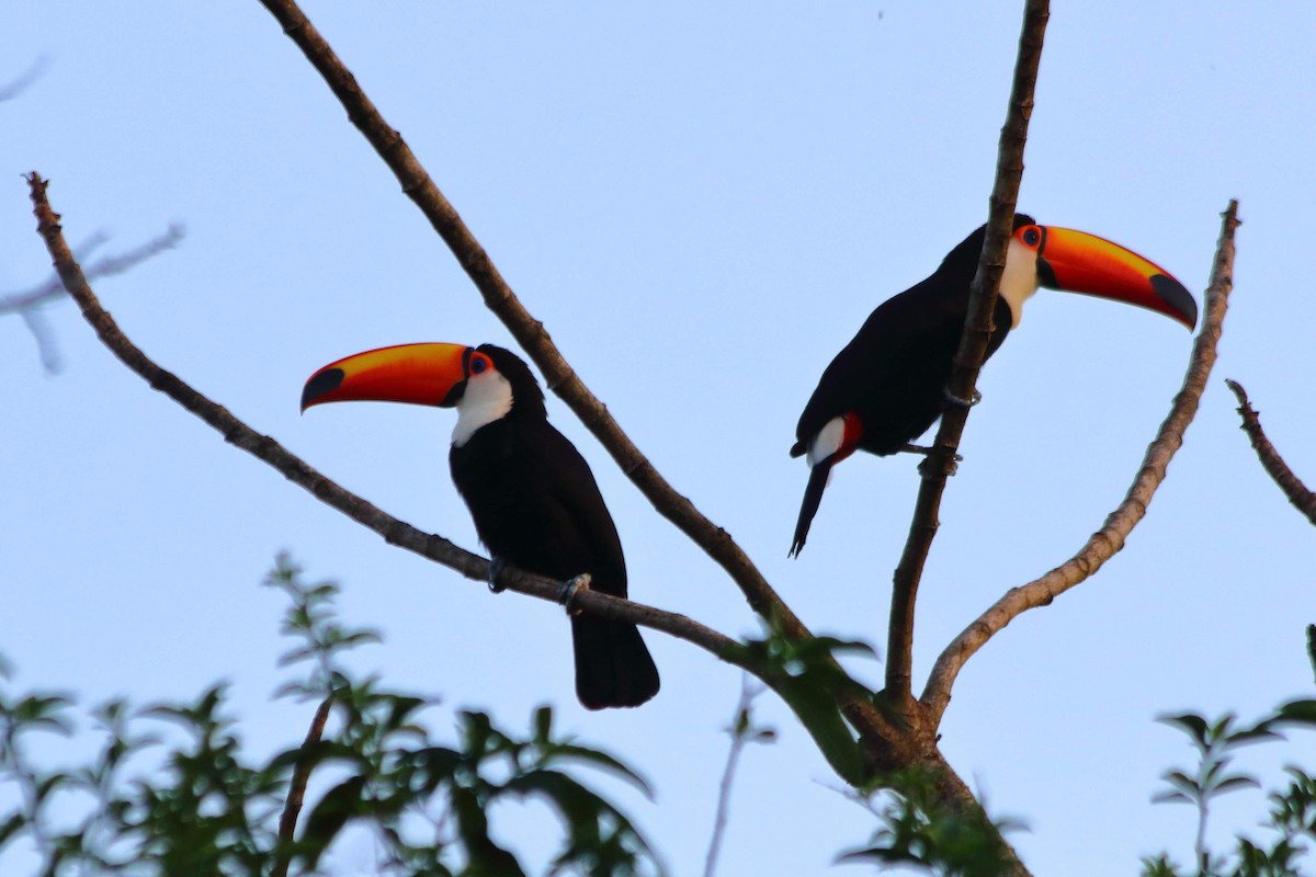 Toco Toucan - ML622760784