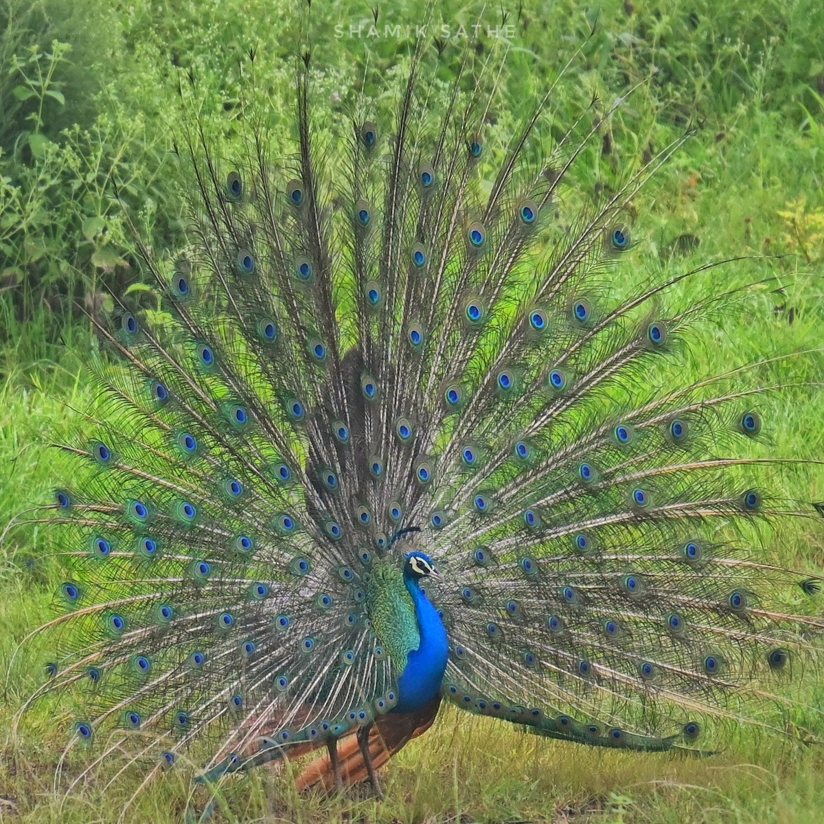 Indian Peafowl - Shamik Sathe