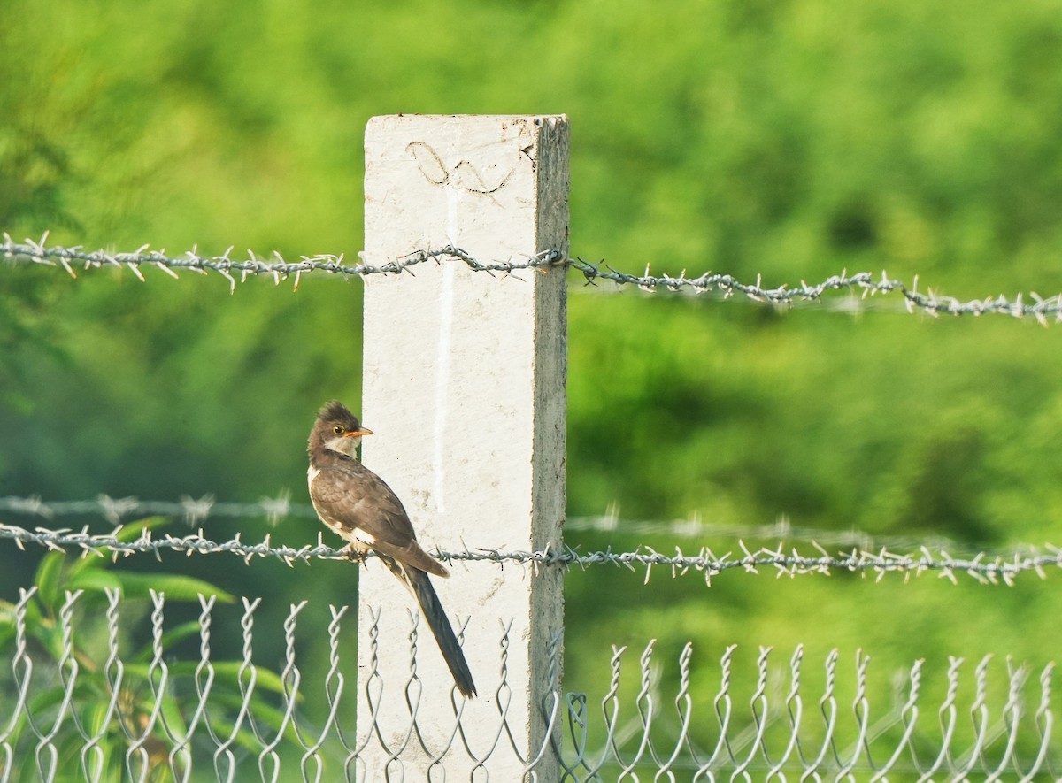 Pied Cuckoo - ML622760947