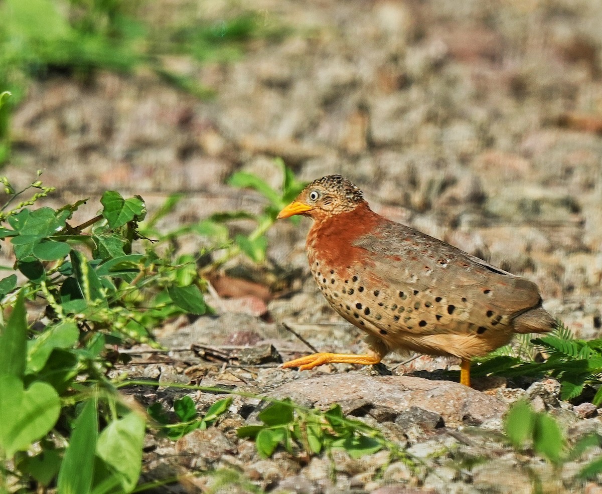 Yellow-legged Buttonquail - ML622760961