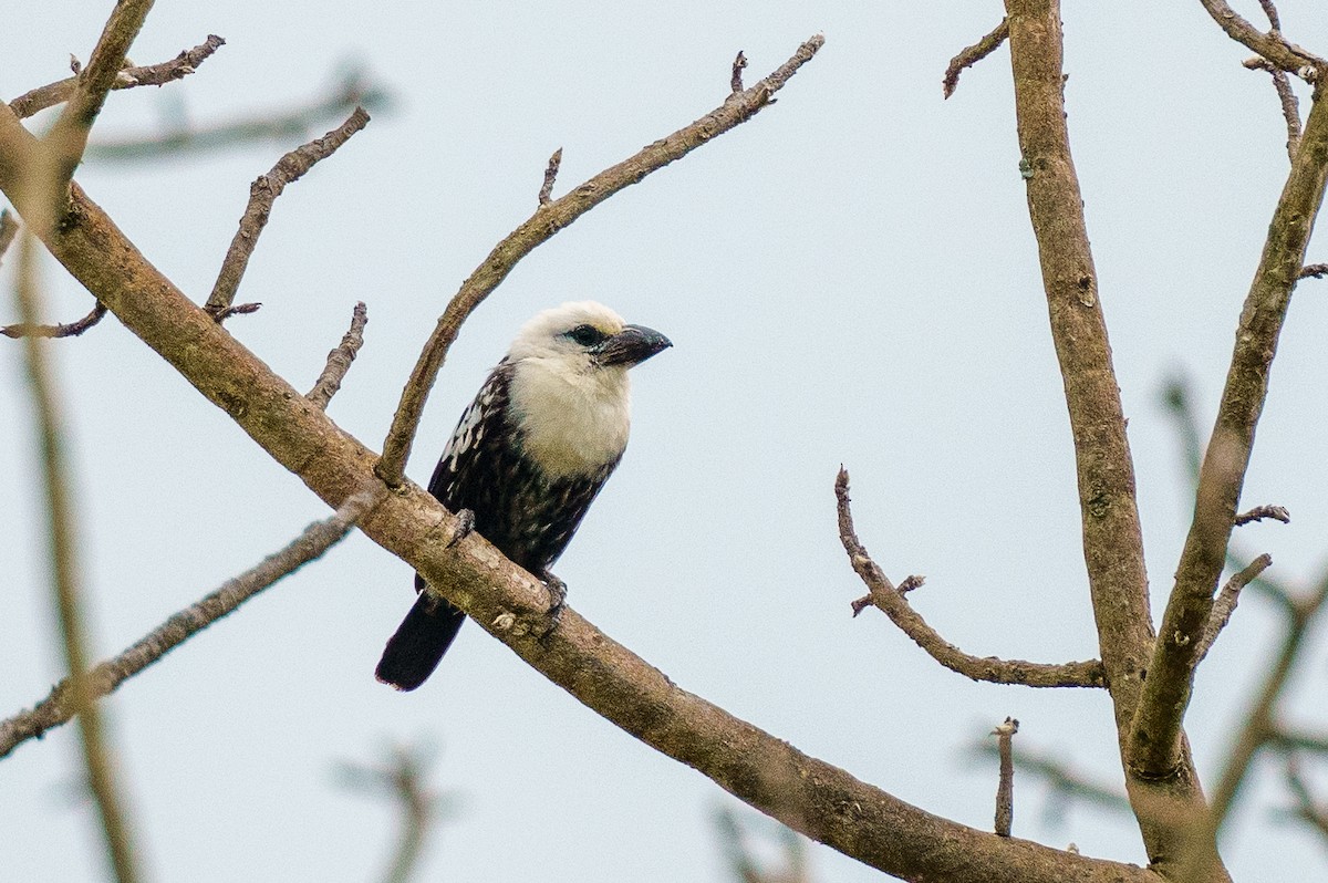 White-headed Barbet - ML622760991