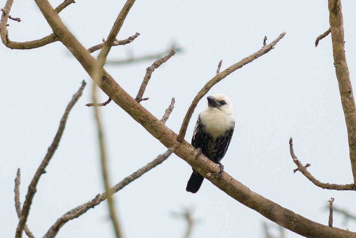 White-headed Barbet - ML622760992