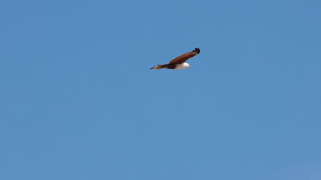 Brahminy Kite - ML622761033