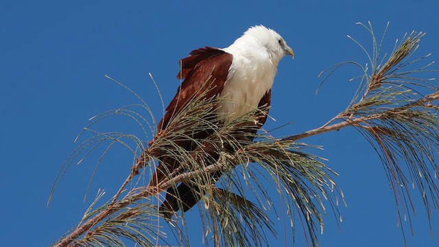 Brahminy Kite - ML622761035