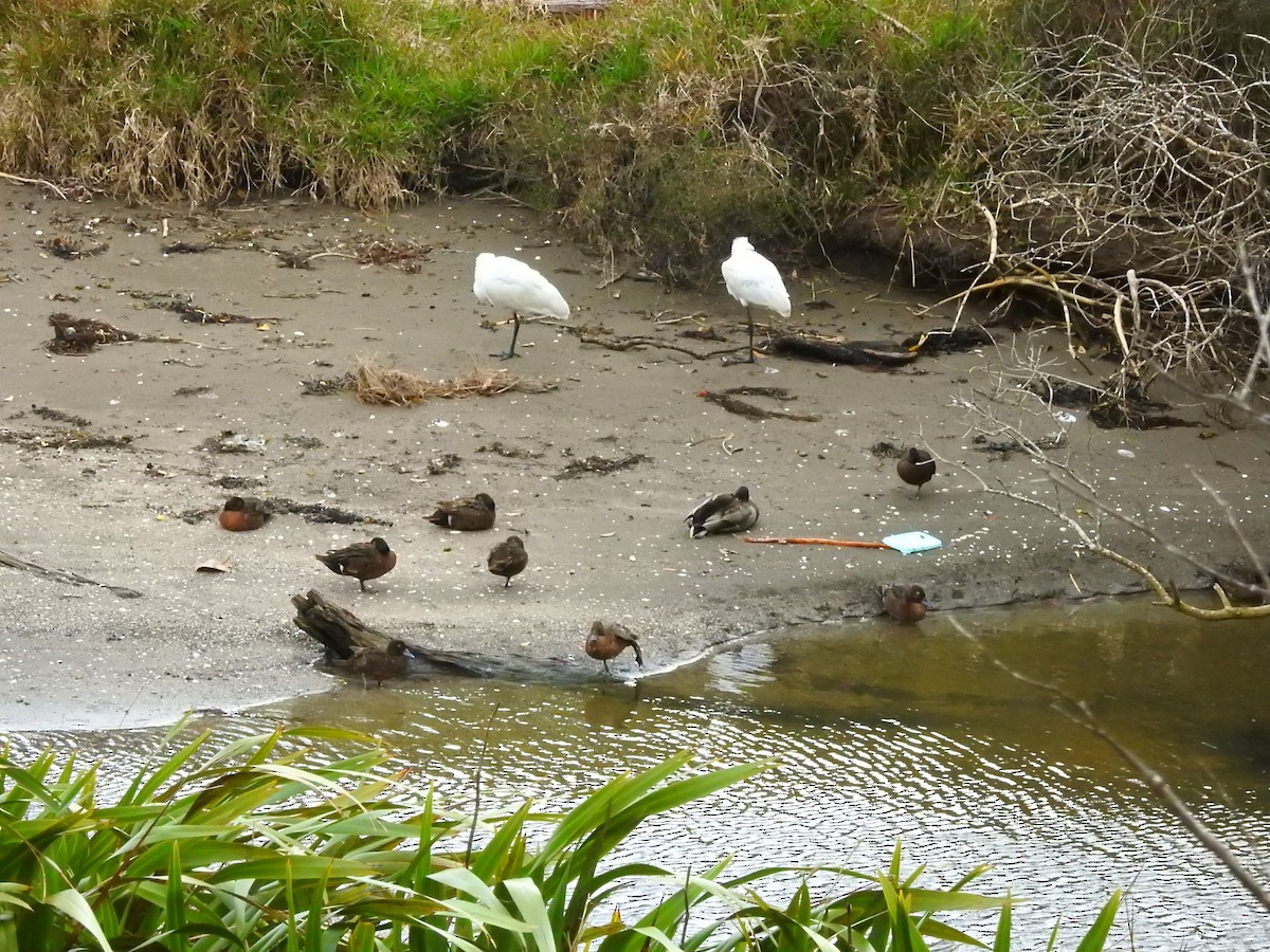 Royal Spoonbill - ML622761036