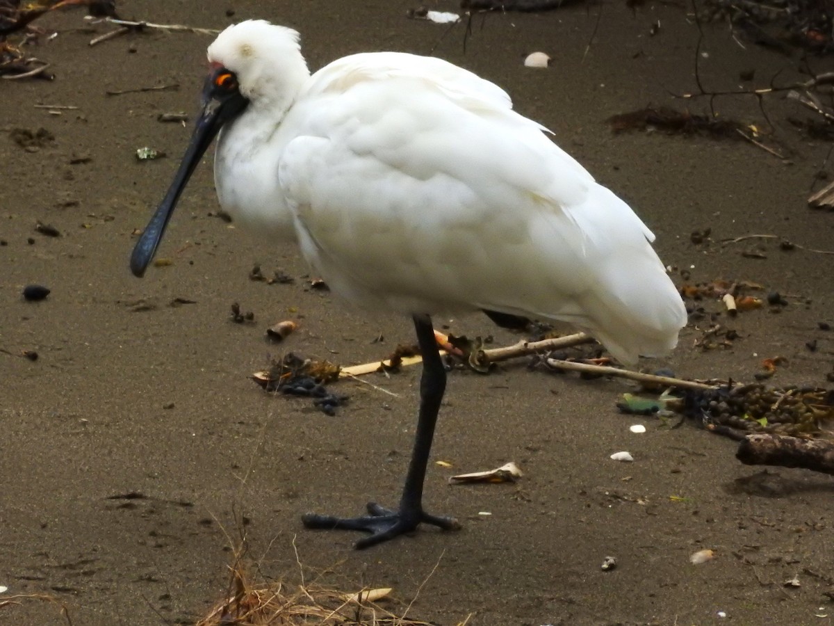 Royal Spoonbill - Trina Smith