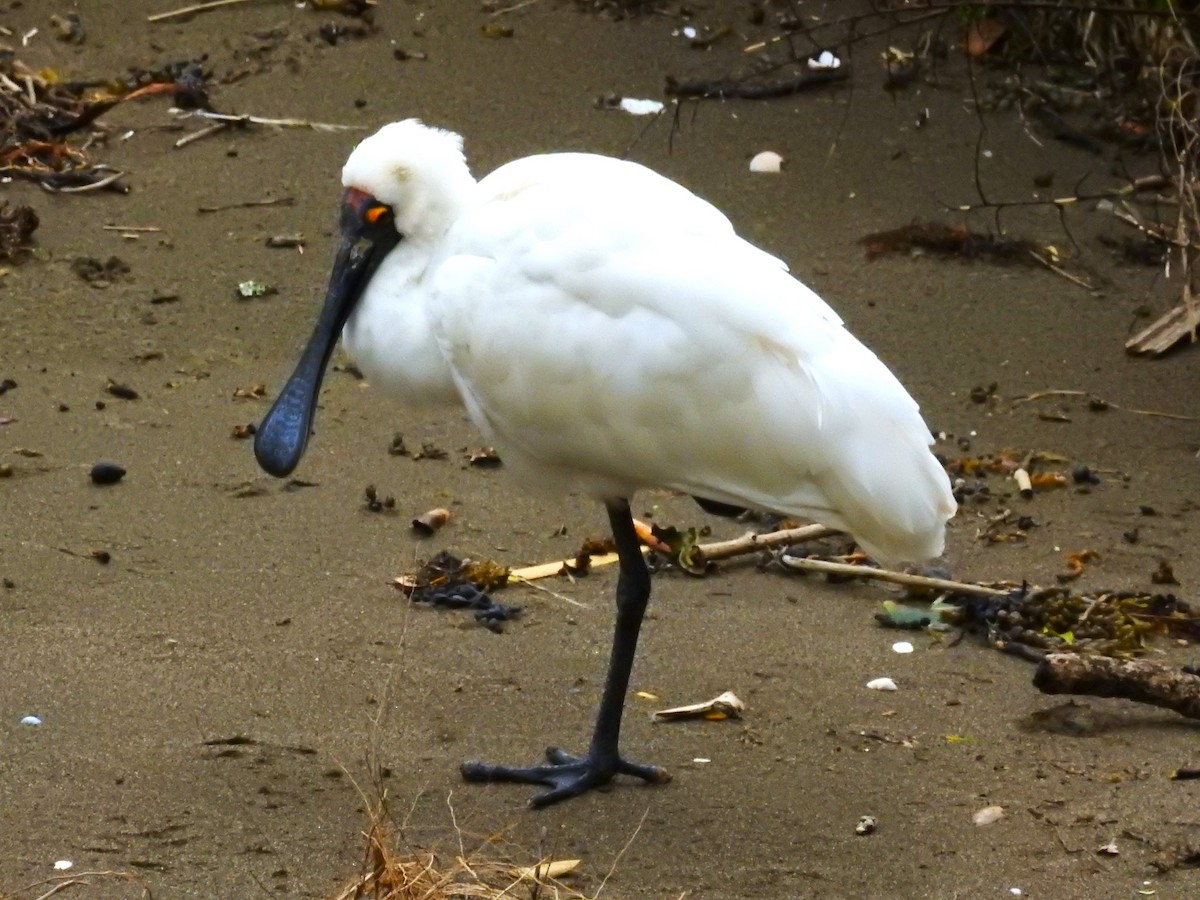 Royal Spoonbill - ML622761038