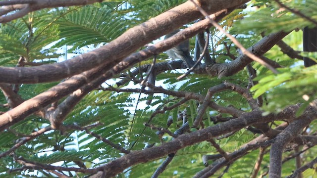 White-gaped Honeyeater - ML622761061