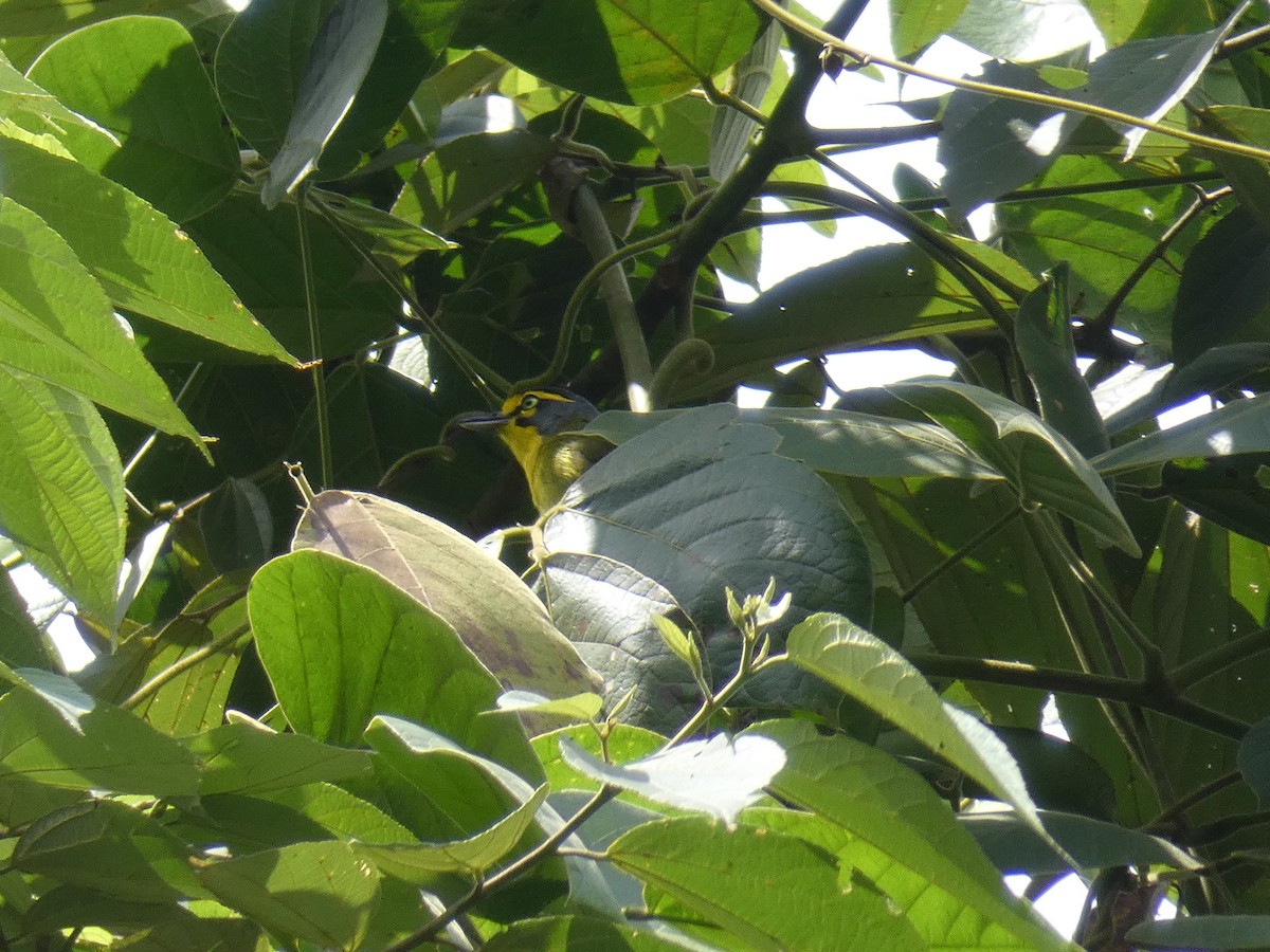 Slaty-capped Shrike-Vireo - Cathryn Pritchard