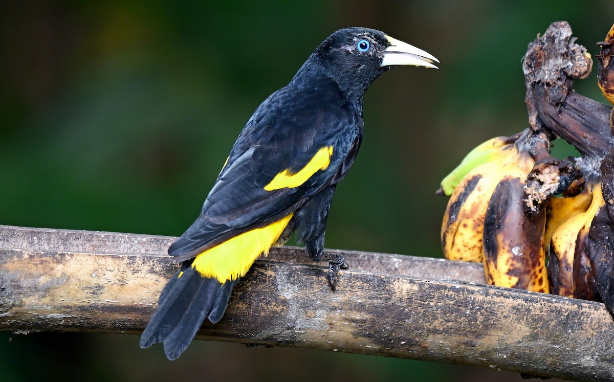 Yellow-rumped Cacique (Amazonian) - ML622761139