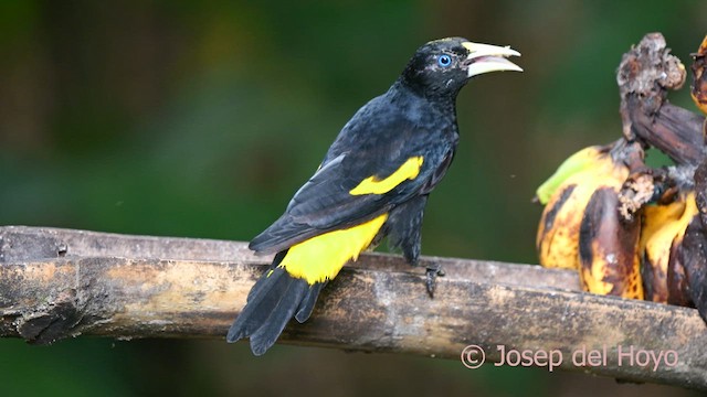 Yellow-rumped Cacique (Amazonian) - ML622761145