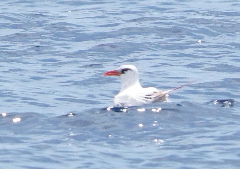 Red-tailed Tropicbird - Michael Kearns