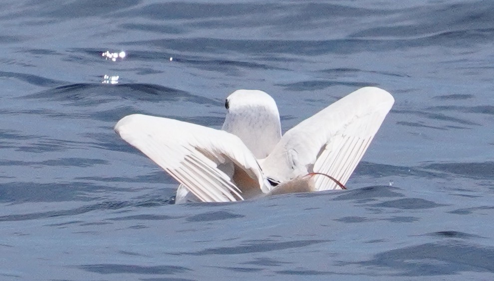 Red-tailed Tropicbird - Michael Kearns