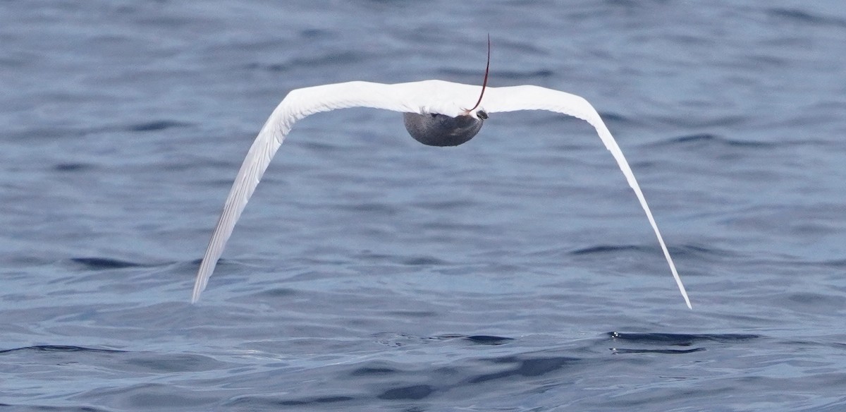 Red-tailed Tropicbird - Michael Kearns