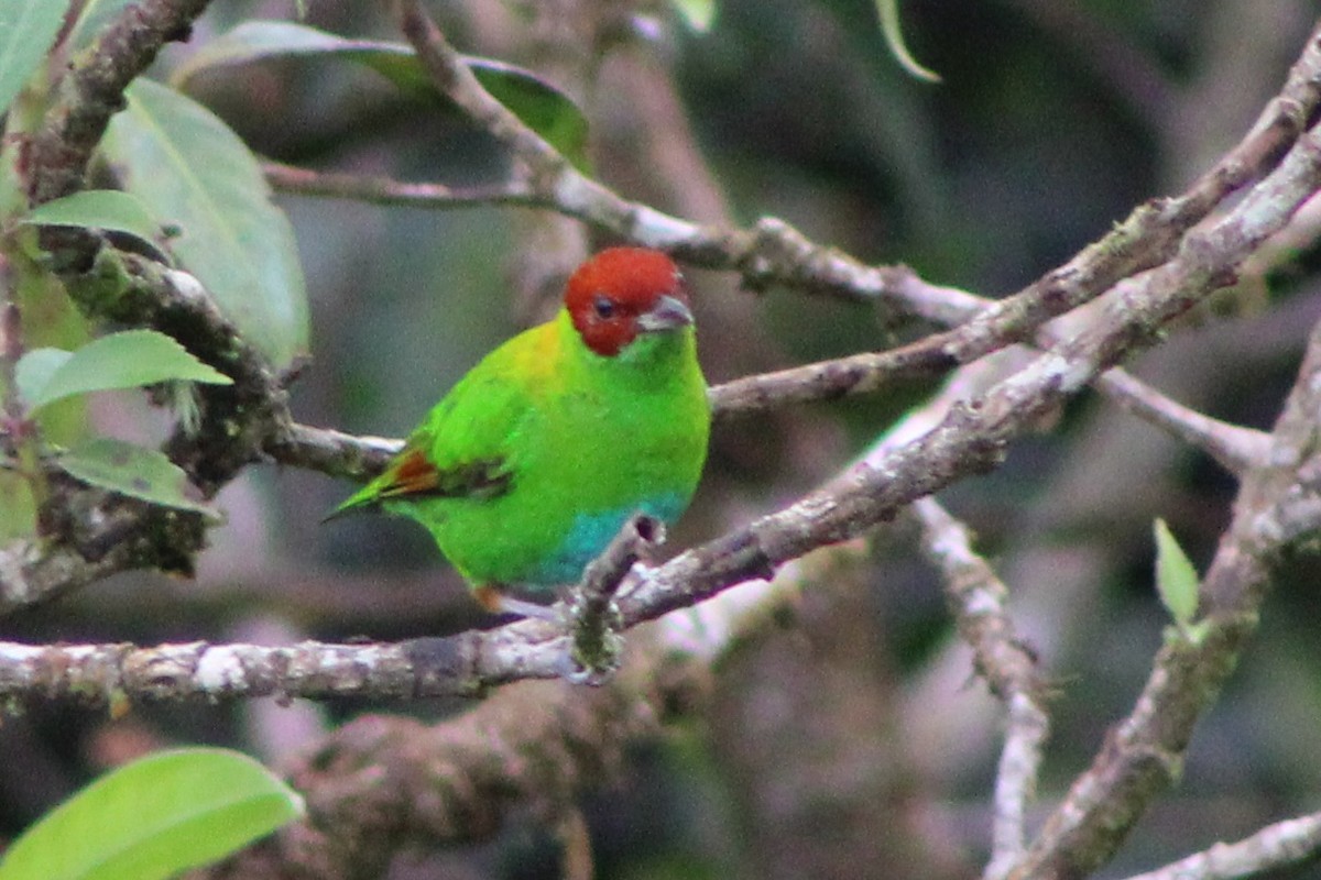 Rufous-winged Tanager - ML622761194