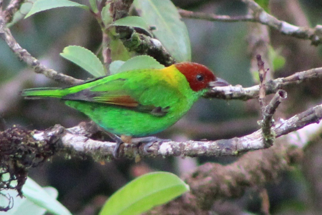 Rufous-winged Tanager - ML622761195