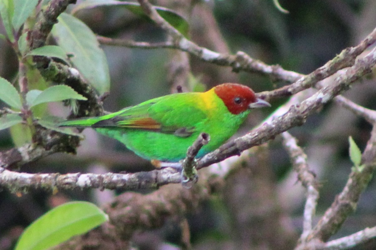 Rufous-winged Tanager - ML622761199