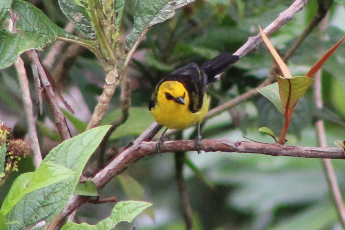 Black-and-yellow Tanager - Tommy DeBardeleben