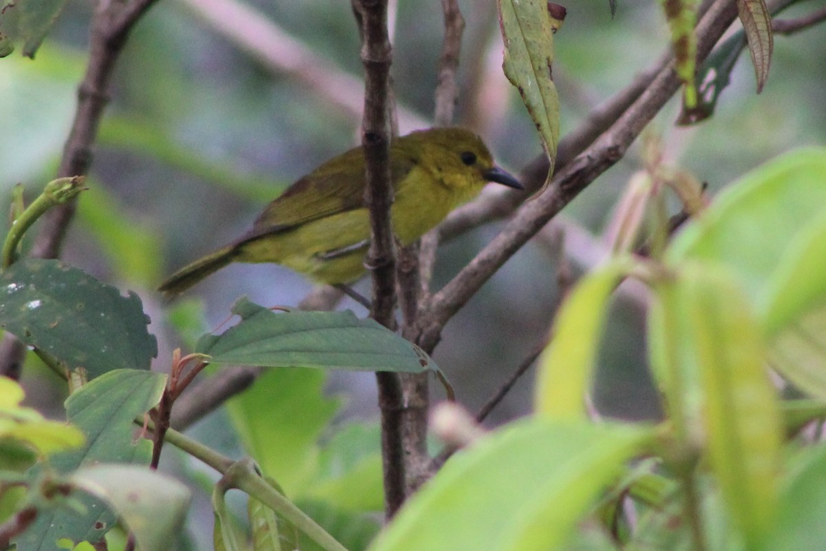 Tangara Negriamarilla - ML622761208