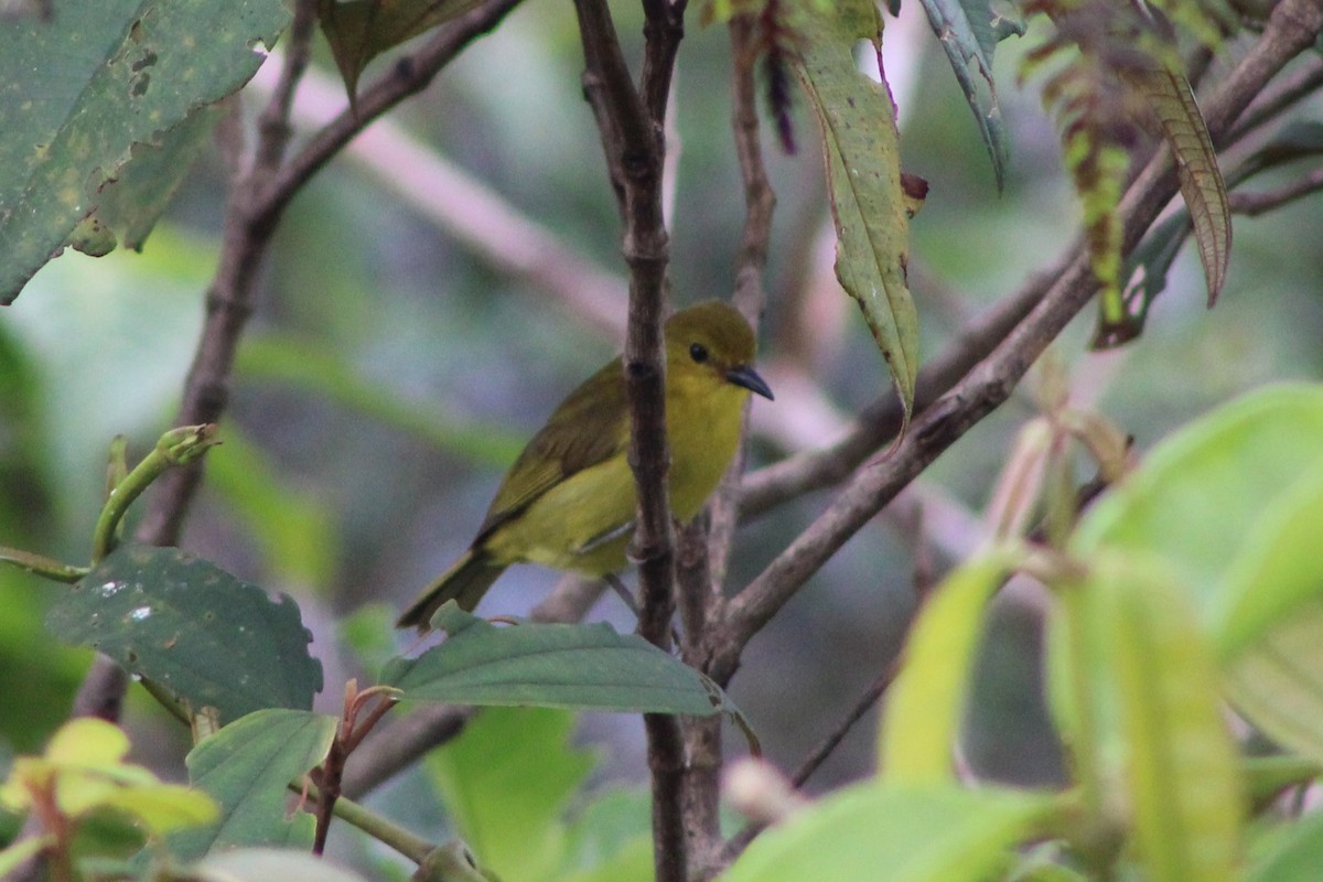 Tangara Negriamarilla - ML622761210