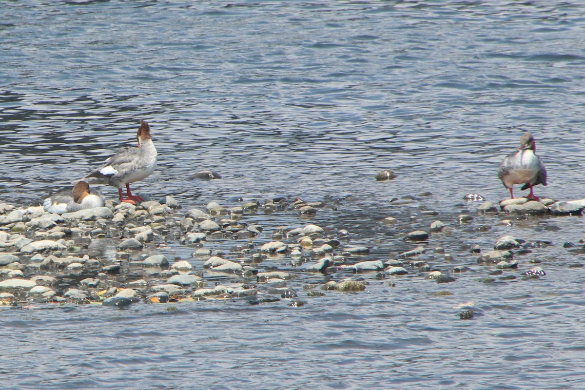 Common Merganser - ML622761229