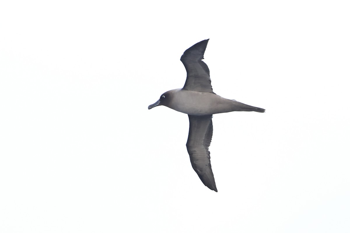 Light-mantled Albatross - Ohad Sherer