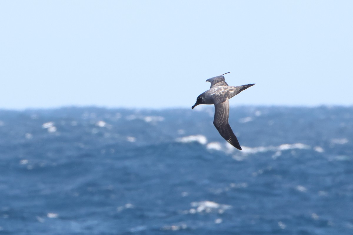 Light-mantled Albatross - ML622761294