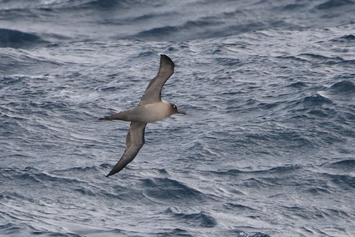 Light-mantled Albatross - ML622761295