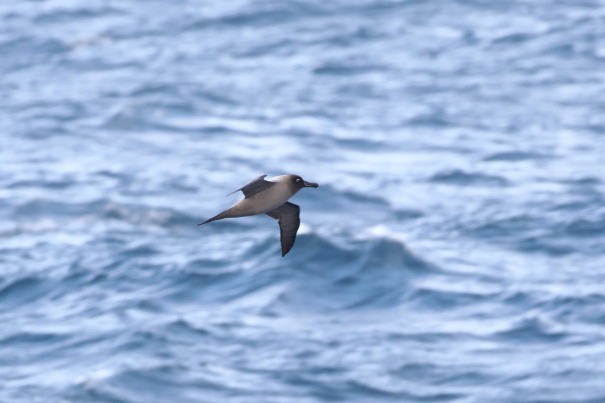 Light-mantled Albatross - ML622761296