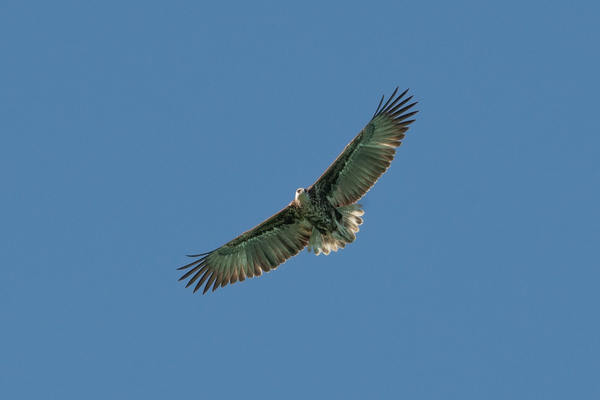 Madagascar Fish-Eagle - ML622761406