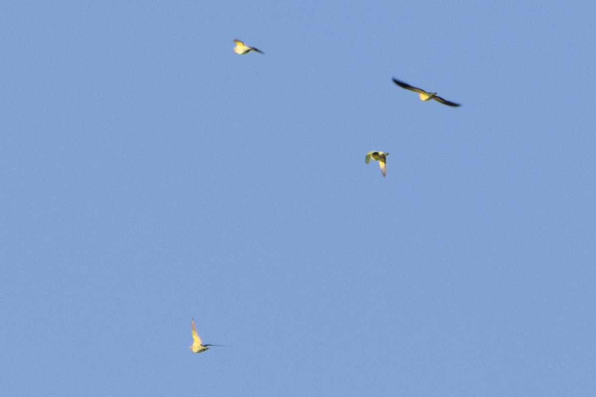 Varied Lorikeet - ML622761477